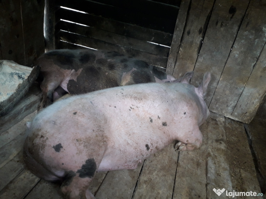 Pui de carne crescut cu faina si tarîta