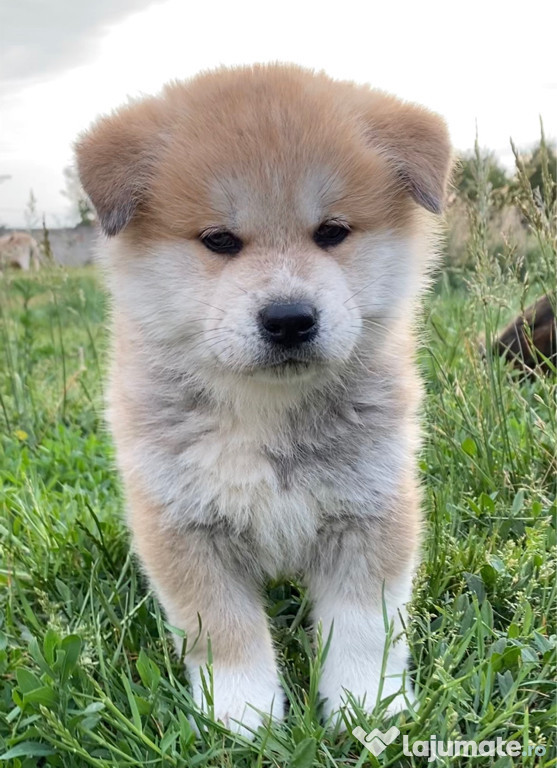 Akita Inu