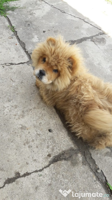 Pui chow chow