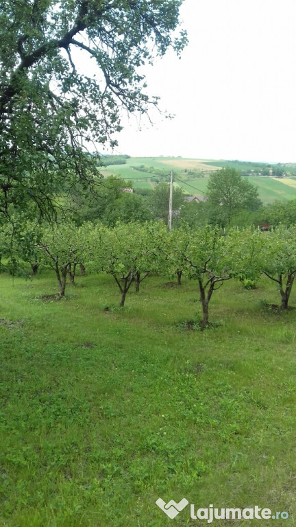 Teren intravilan Chicerea