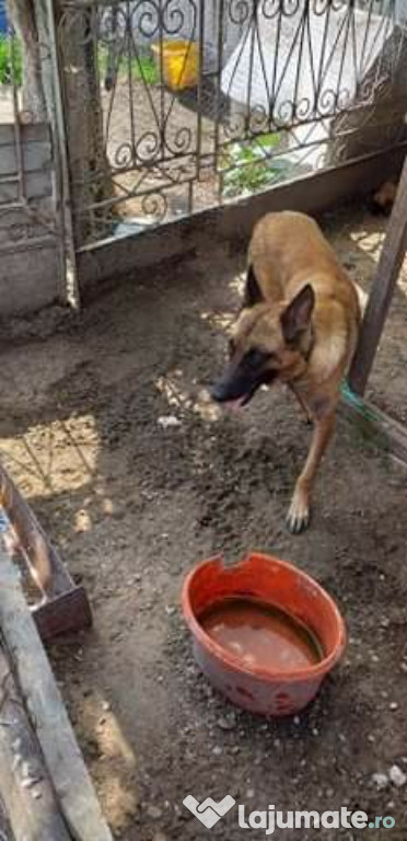 Ciobănesc belgian Malinois