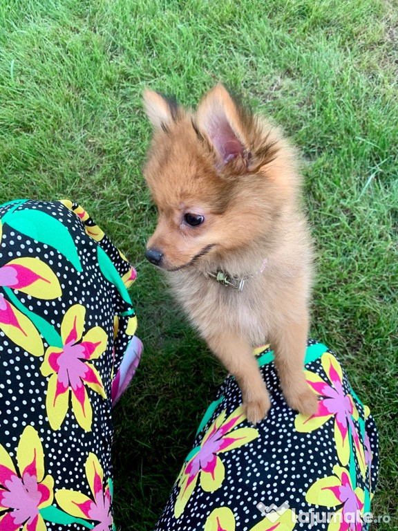 Cățelușa Pomeranian, pui. Foarte jucăușa și iubitoare