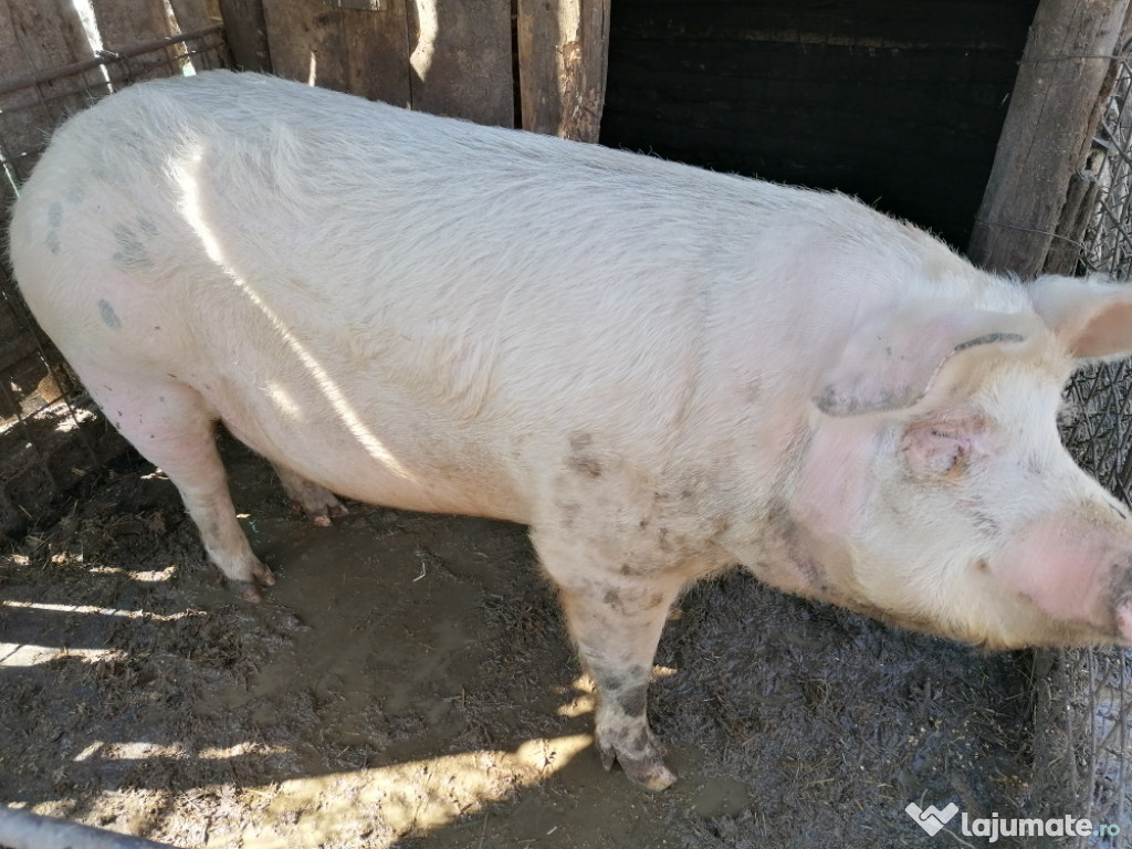 Porc de carne marele alb crescut bio