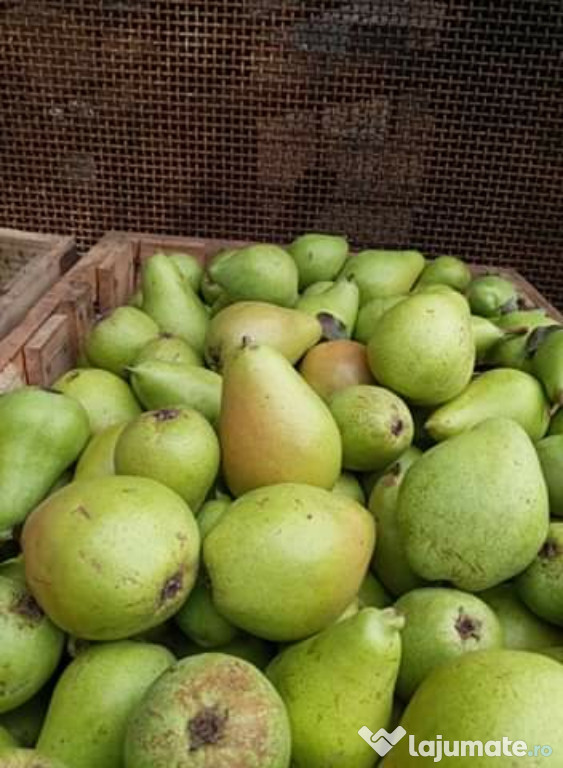 Pere angro