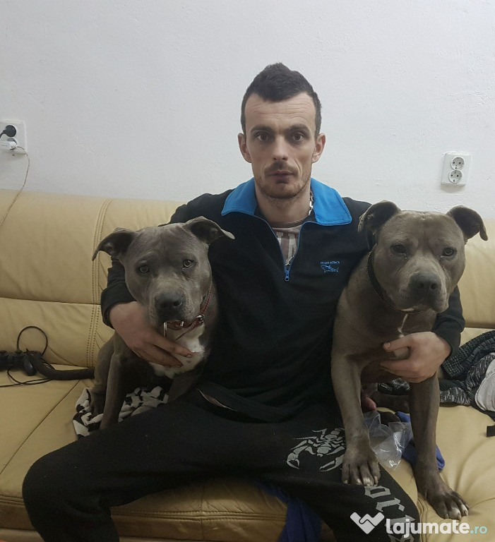 Amstaff blue