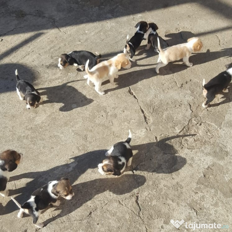 Beagle tricolori