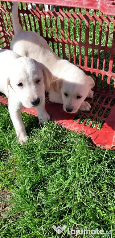 Labrador Retriever