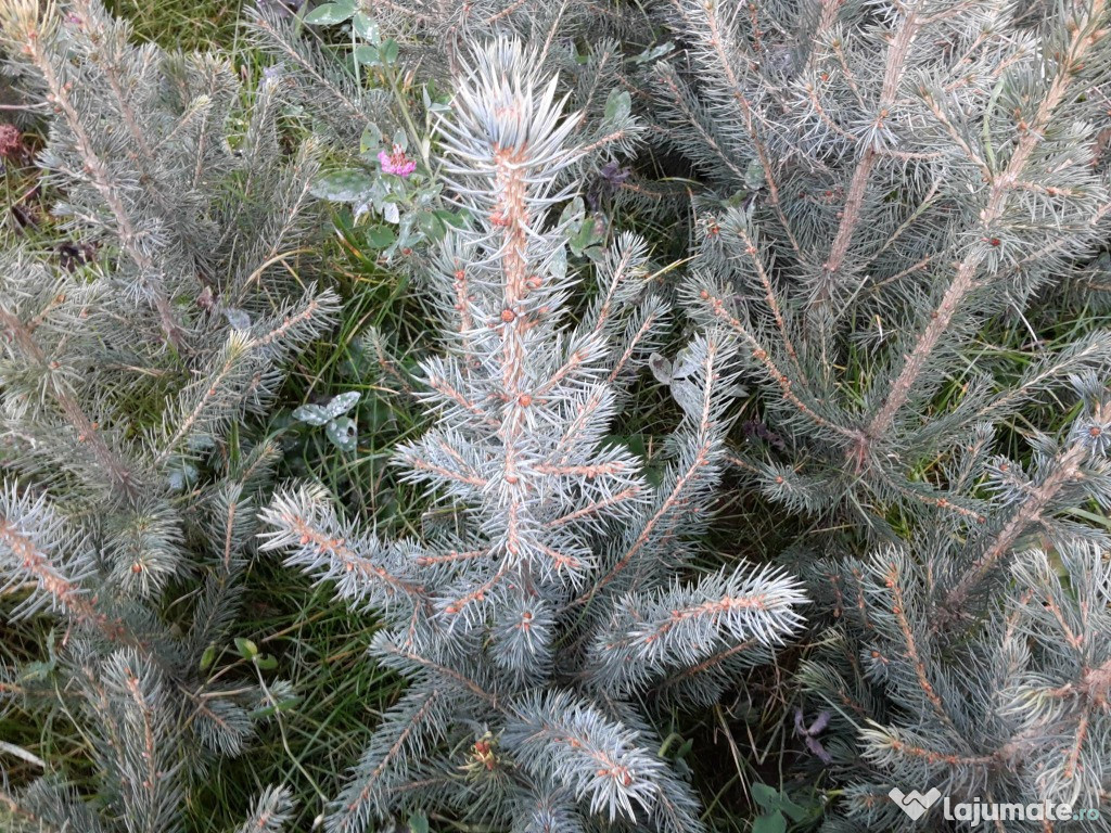 Puieti ornamentali molid argintiu 4 ani-Picea Pungens Glauca