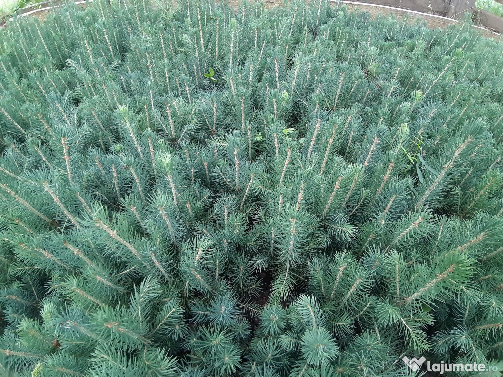 Molid argintiu 3 ani-Picea pungens Glauca Kaibab