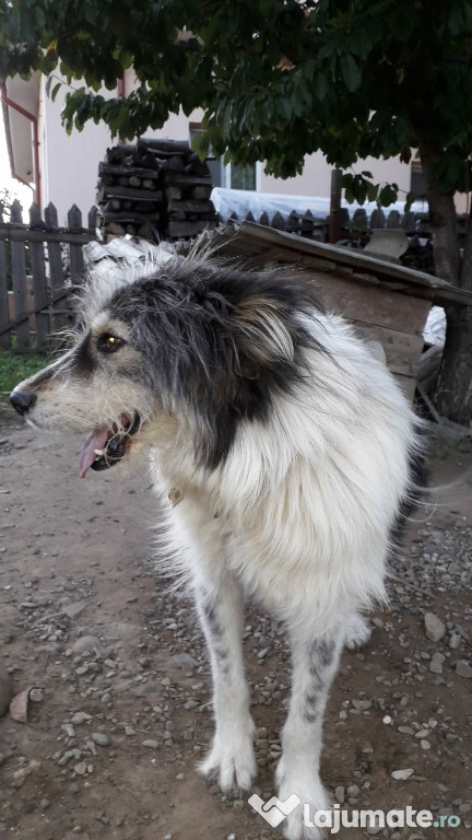 Câine ciobănesc