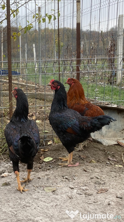 Cocoși combatant indian ,araucana și brahma hd