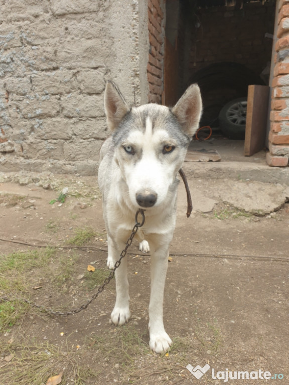 Husky siberian