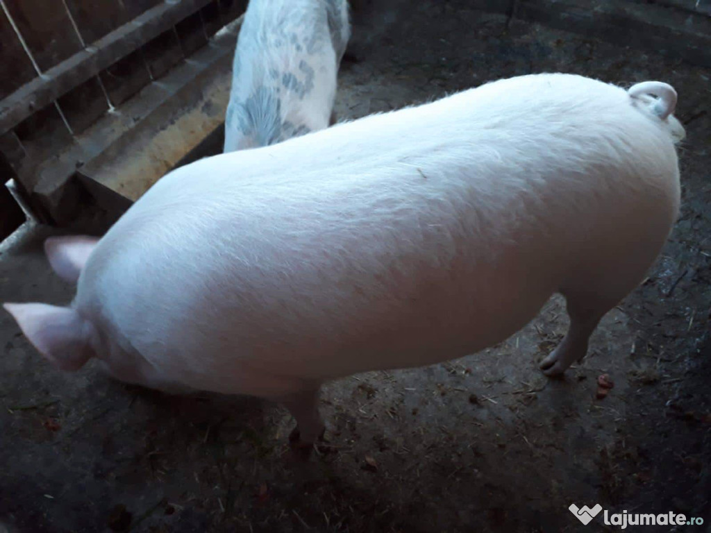 Porc alb