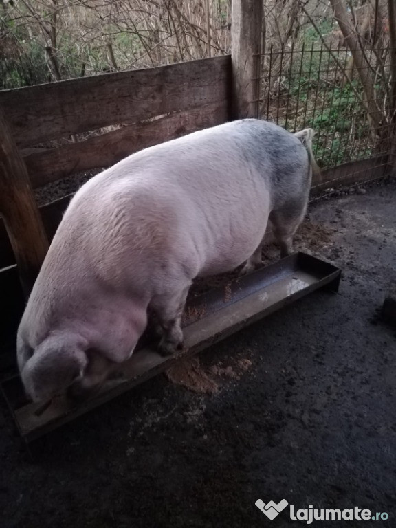 Porc aprox 280kg, 10lei/kg