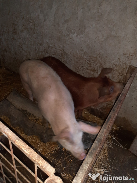 Porci