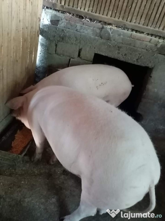 Porci rasa Marele alb 220-240kg