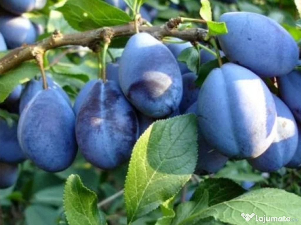 Tuica prune 50°