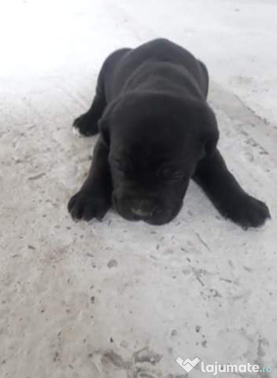 Cane corso
