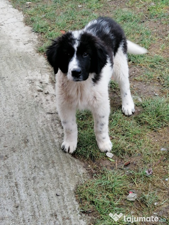 Caine ciobanesc de bucovina