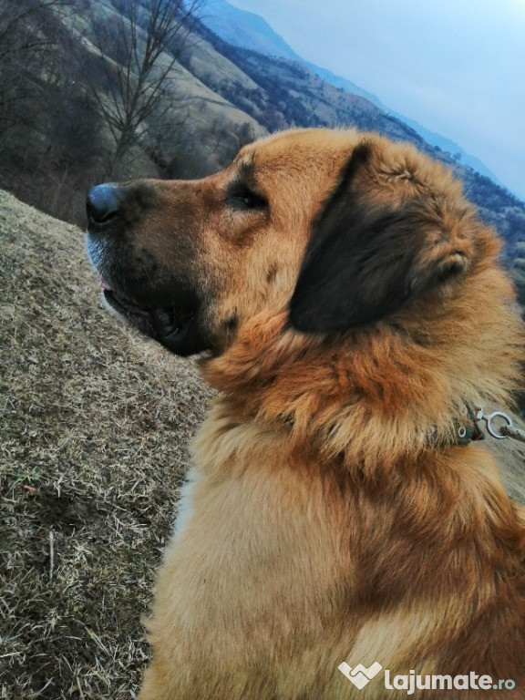 Câine