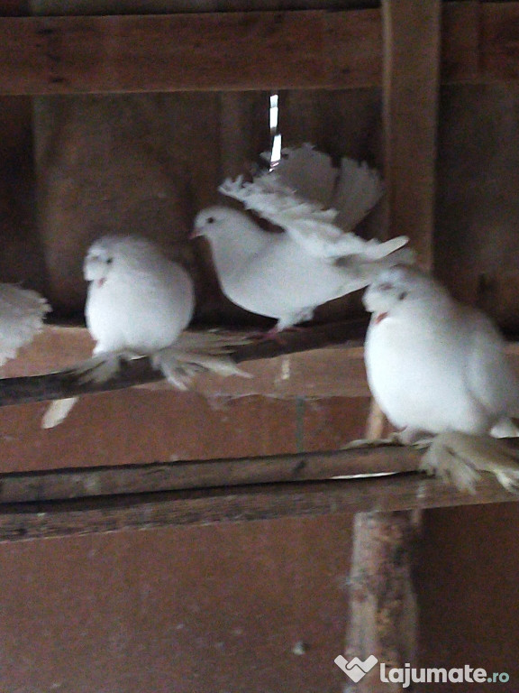 Porumbei de ornament