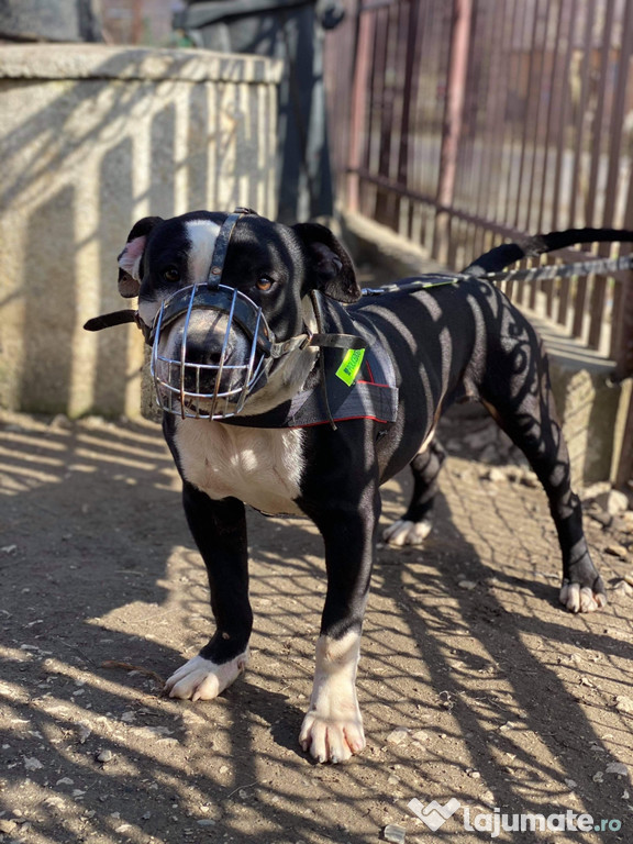 Câine Amstaff