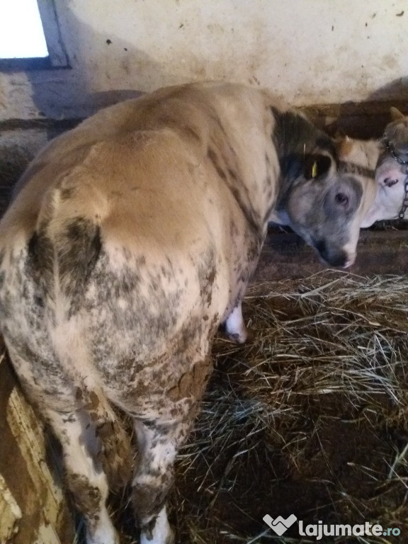 Dau 2 tauri de 380 kg