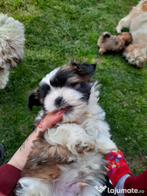 Pui shih tzu