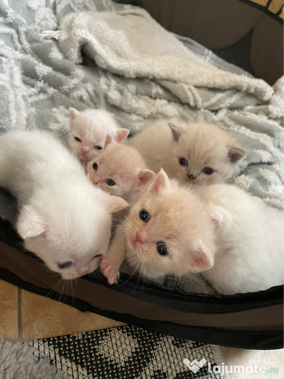 Pisoiasi british shorthair