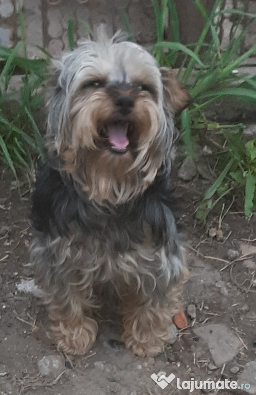 Yorkshire terrier adult 6 ani