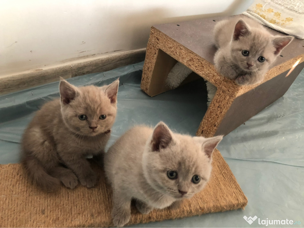 British shorthair lila si gri