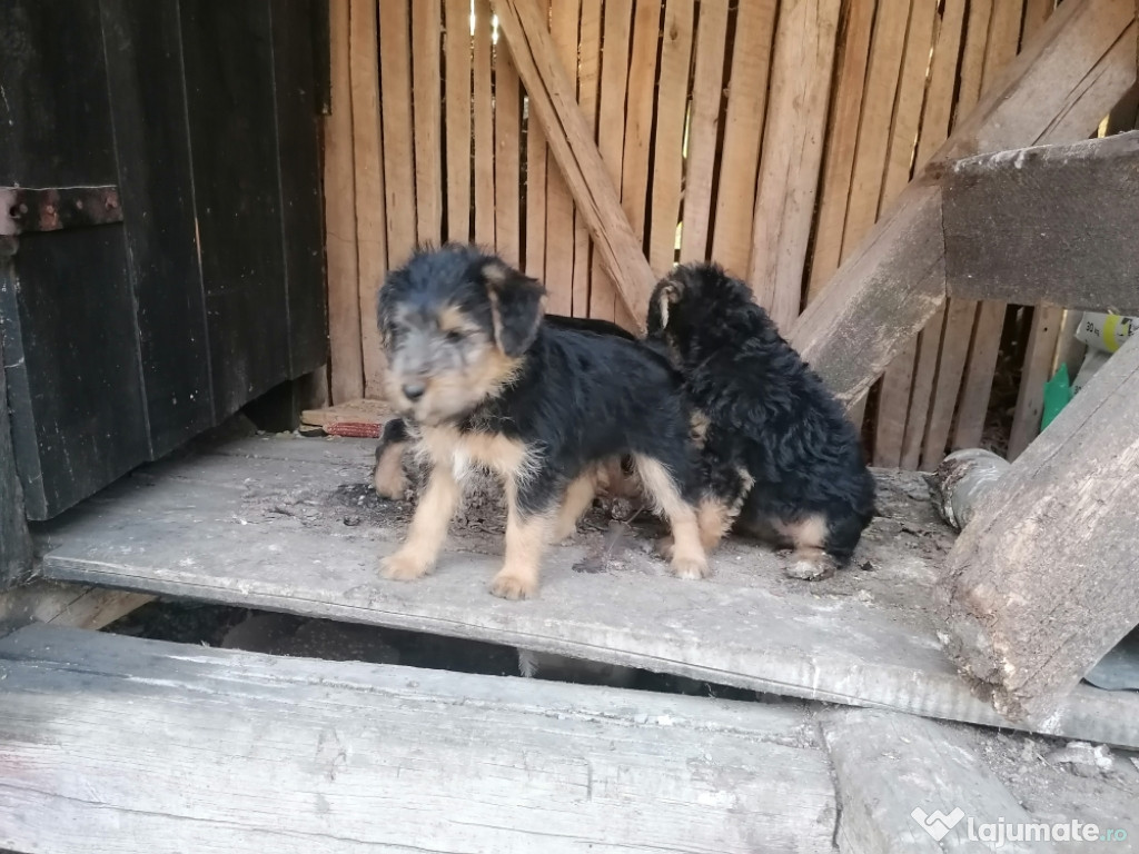 Pui căței Fox Terrier