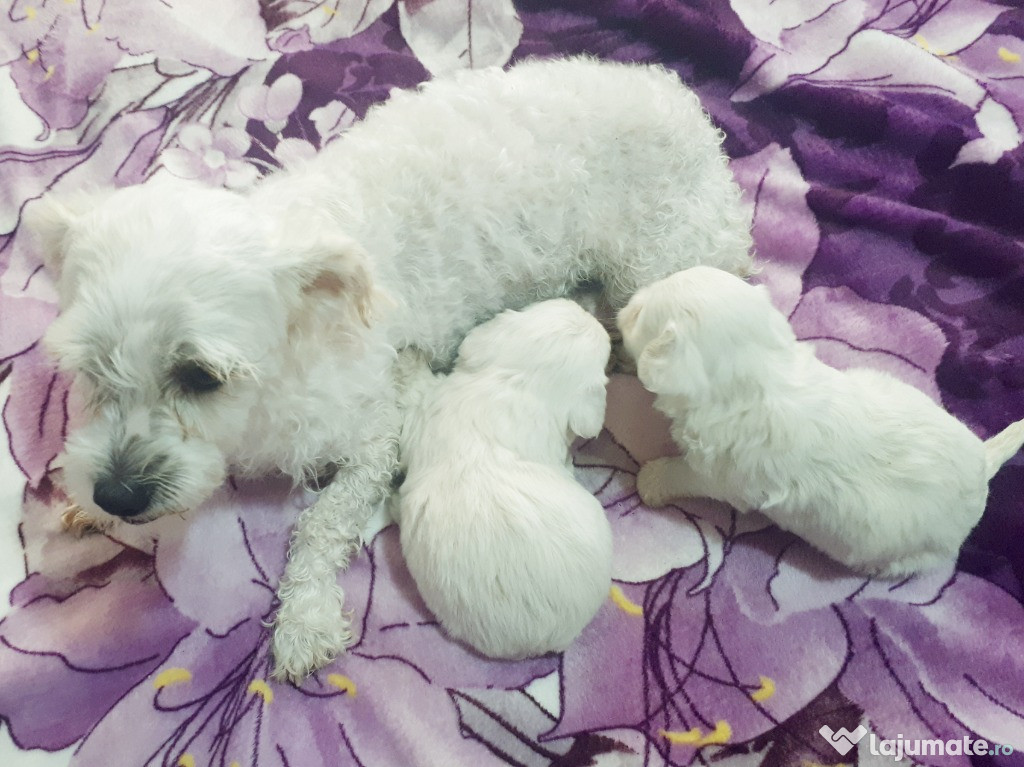 Bichon maltez rasa mica