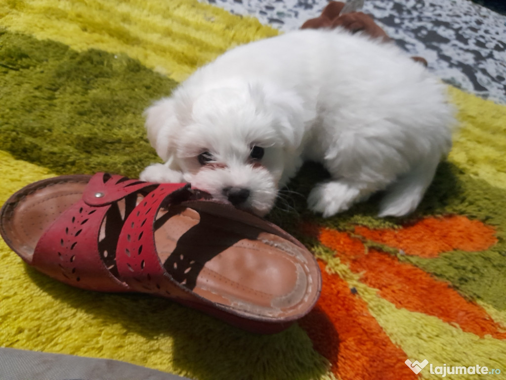 Cățelușă bichon maltese