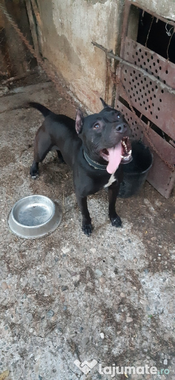Mascul (Amstaff )