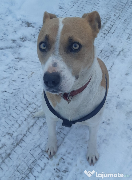Catelusi jumatate amstaff
