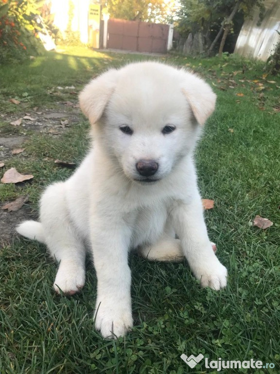 Akita Inu Albi