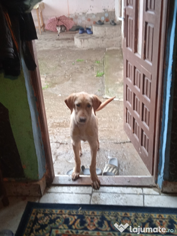 Ofer cateluse Labrador retriever