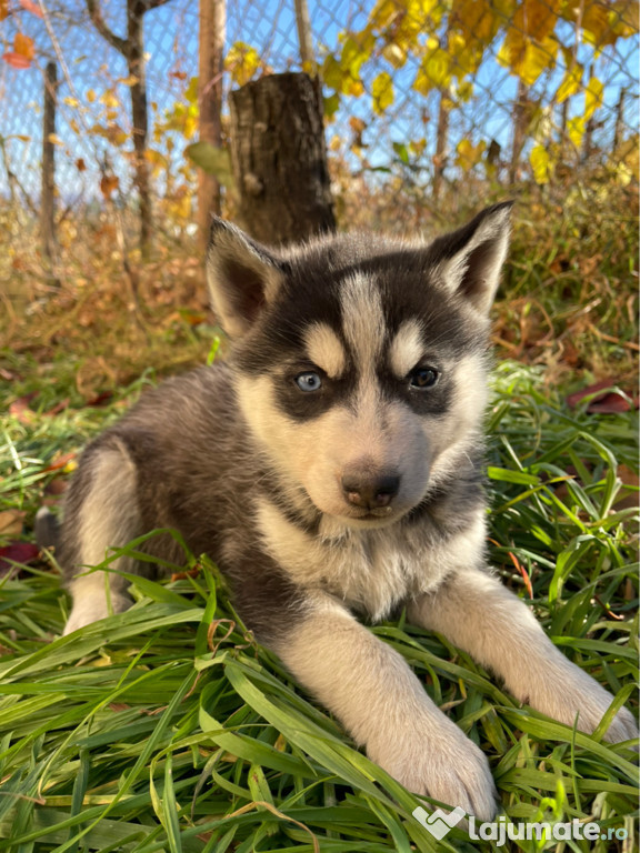 Pui husky siberian