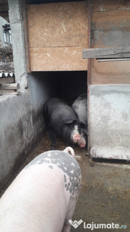Porci De craciun
