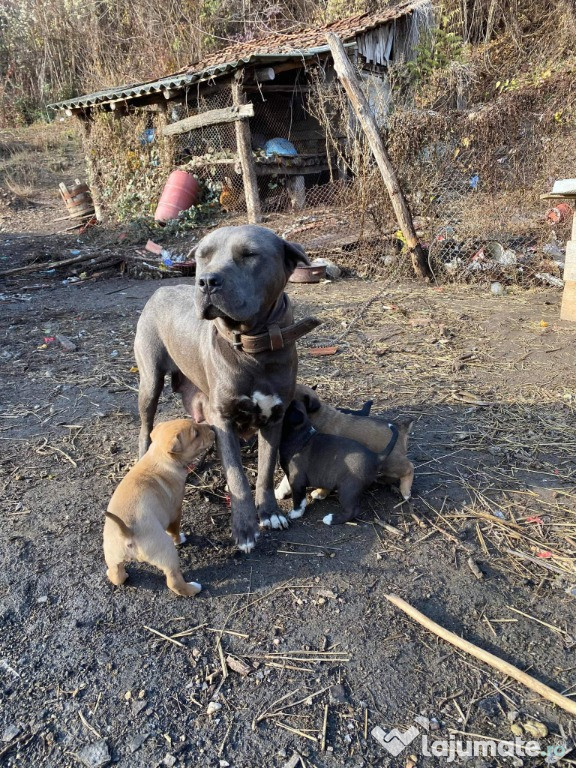 Metis Amstaff Blue & Shar Pei