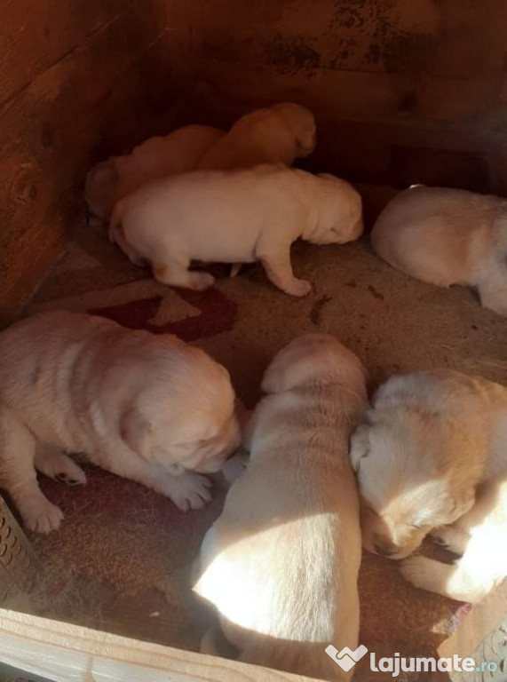 Pui de labrador 5 săptămâni mama lor este aceia din poza