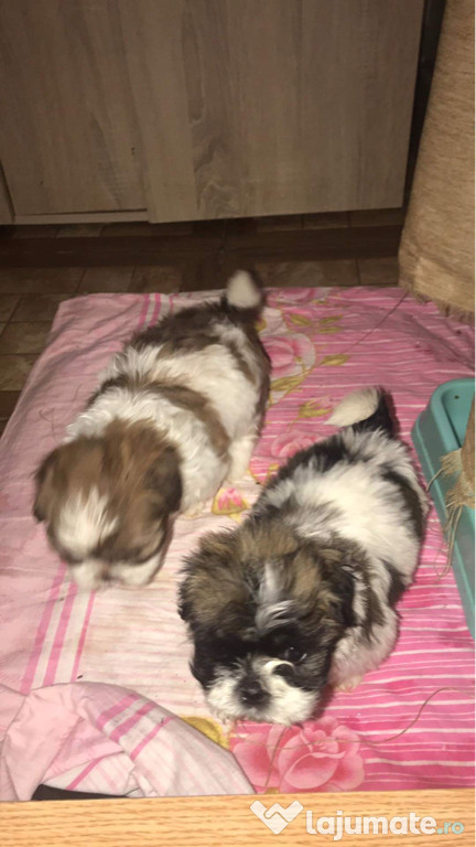 Pui Shih Tzu