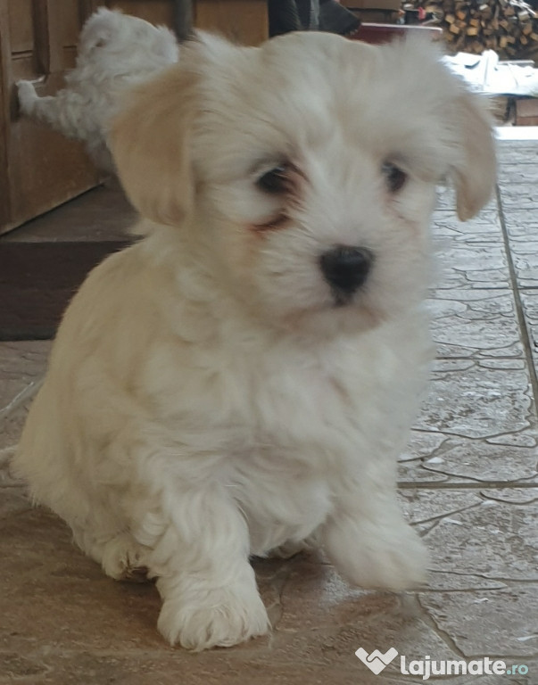Bichon Maltez