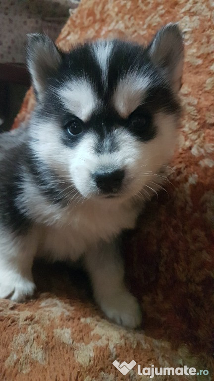 Puiuti husky siberian