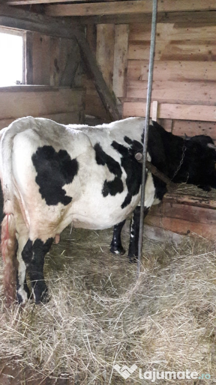 Vaca de rasa