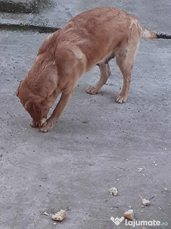 Cățeluși labrador
