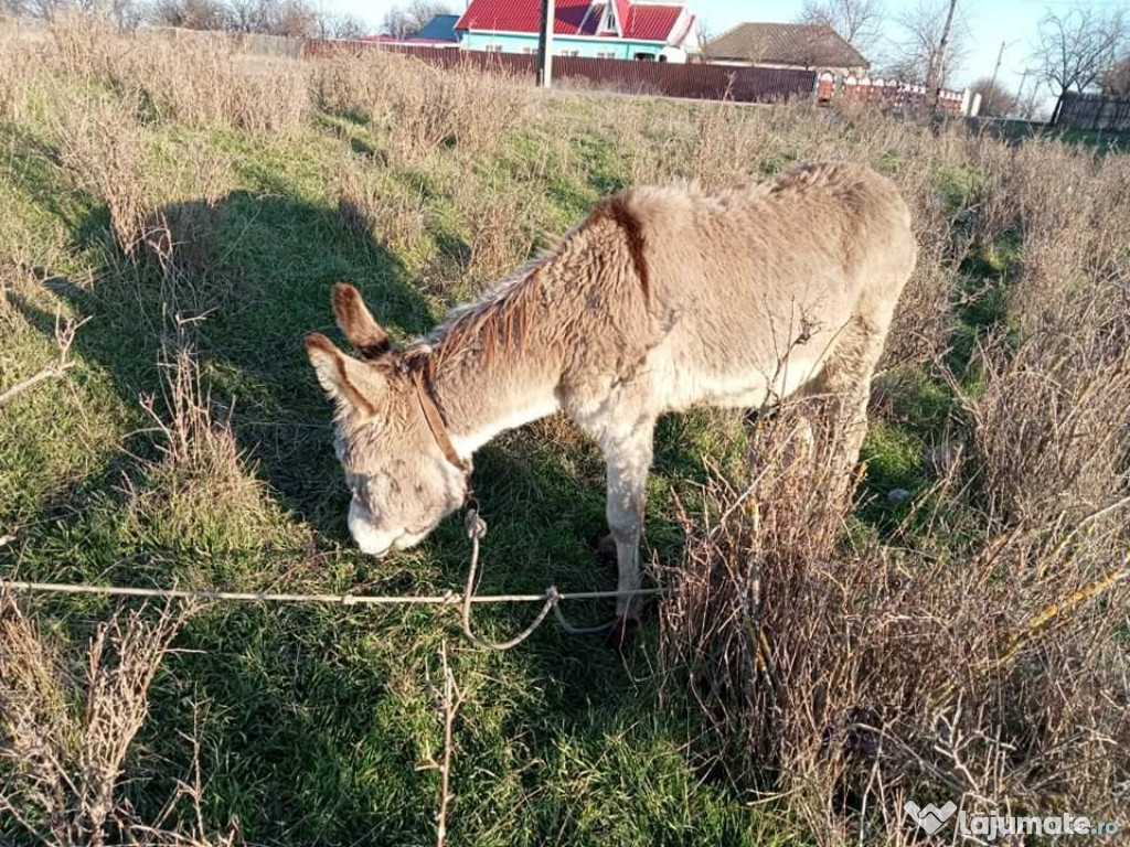 Măgarul e foarte bun la căruță