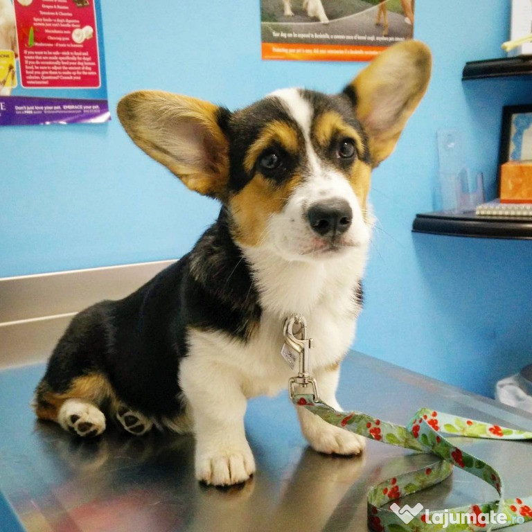 Catelusi de corgi Welsh Pembroke