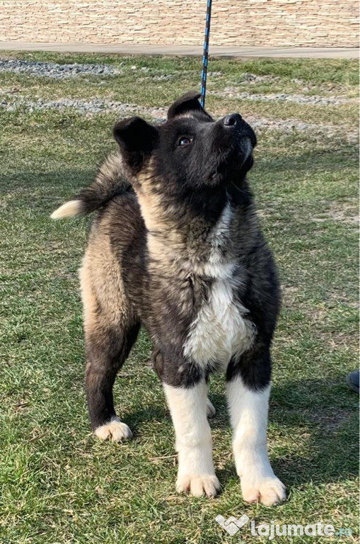 Akita Inu American